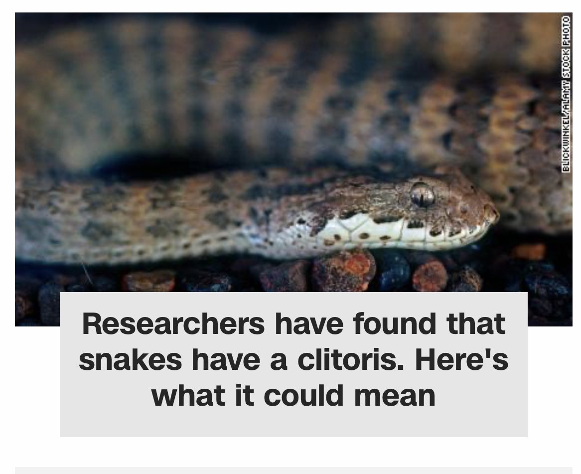 lifewithtimos's tweet photo. What’s it mean? Ladies, who ever these researchers are- marry them. If they can find it in a snake, they can find it in you! https://t.co/XaHDXasuWI