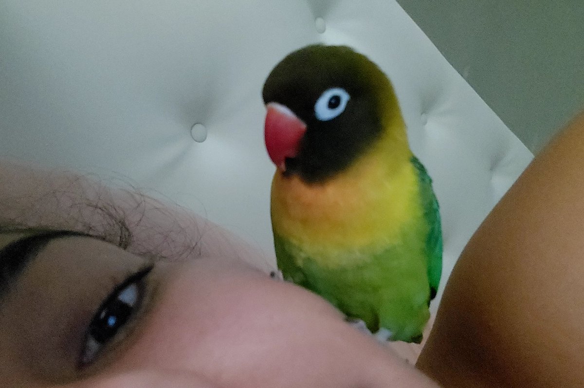 Are tweet media