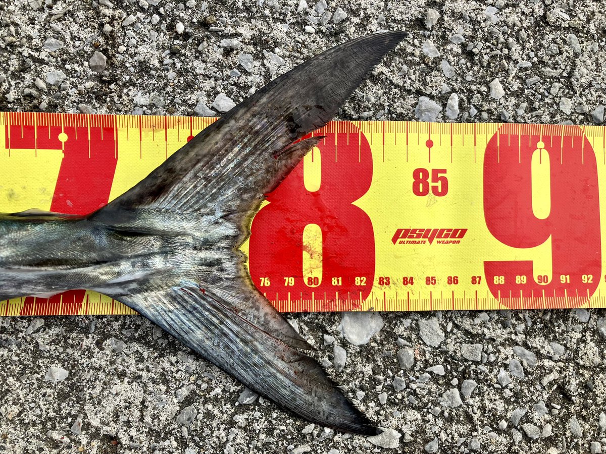 お久しぶりの釣果

サワラ　83cm

ルアー:Rサーディン　シルバー