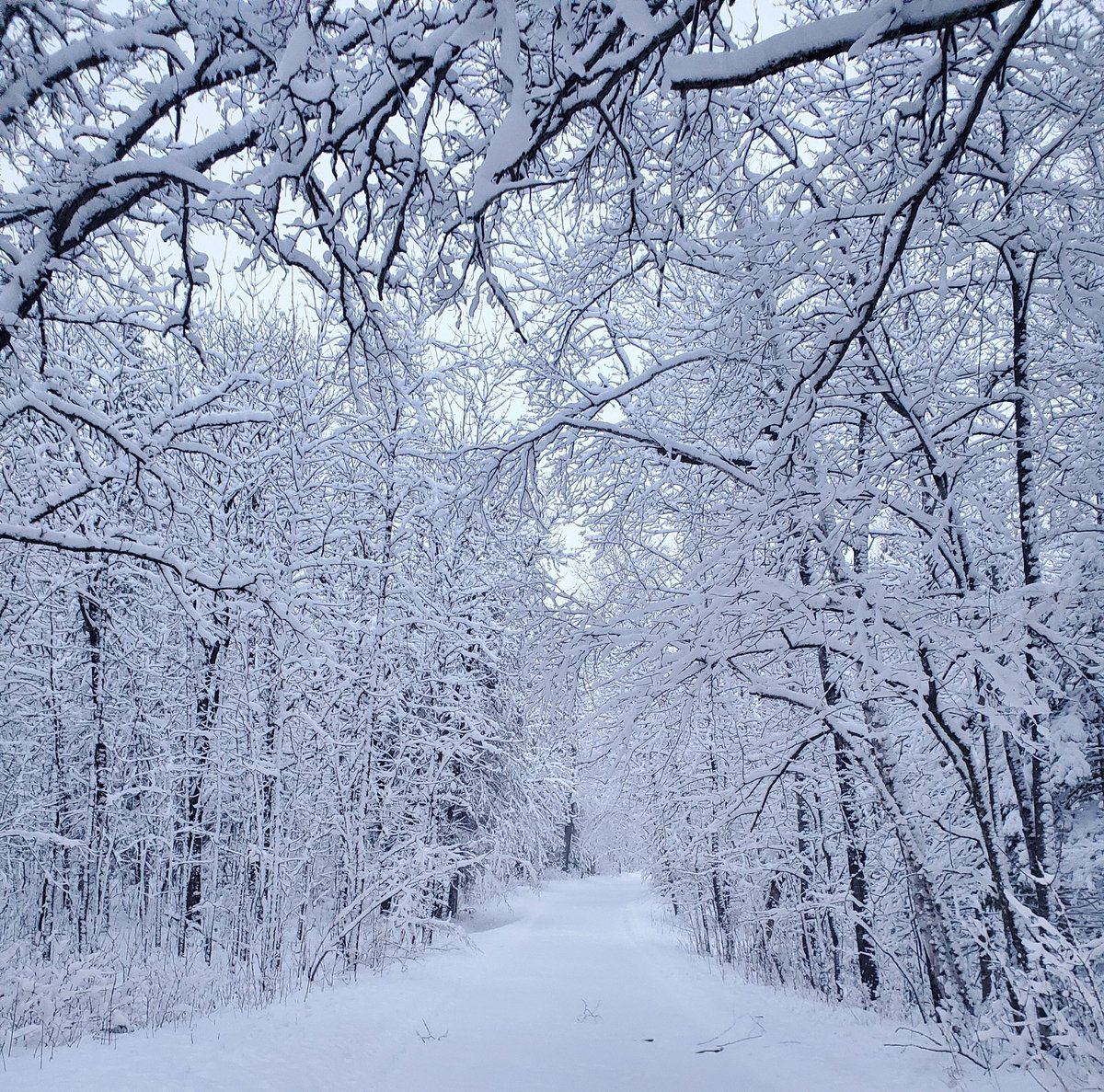 marybethimhoff's tweet photo. @BelindaKARE11 Around 8? Our driveway this morning https://t.co/UKw8bty2kW