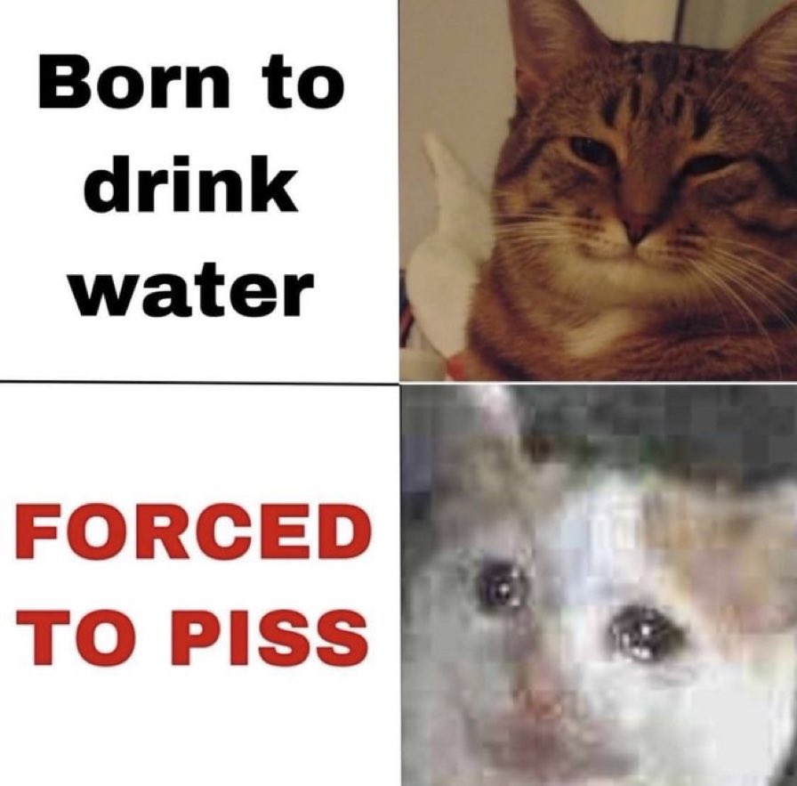 Out of Context Cats (@catsoutofcontxt) on Twitter photo 
