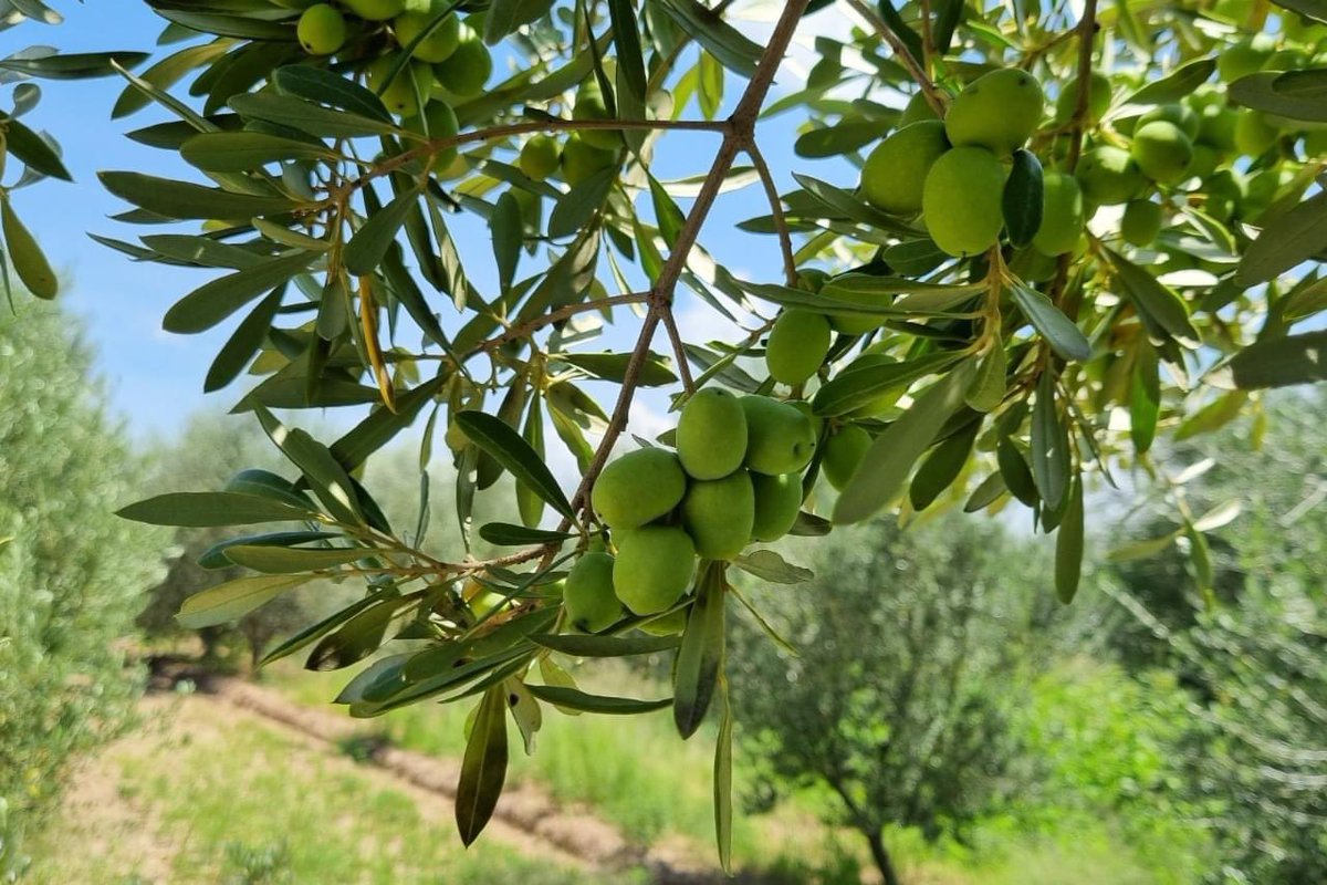 🫒 Tenemos nuestros campos de olivares donde cosechamos, procesamos y envasamos el Aceite de Oliva Arturo Macías 🫒

📞 4494194035
▶️ aceitearturomacias.com