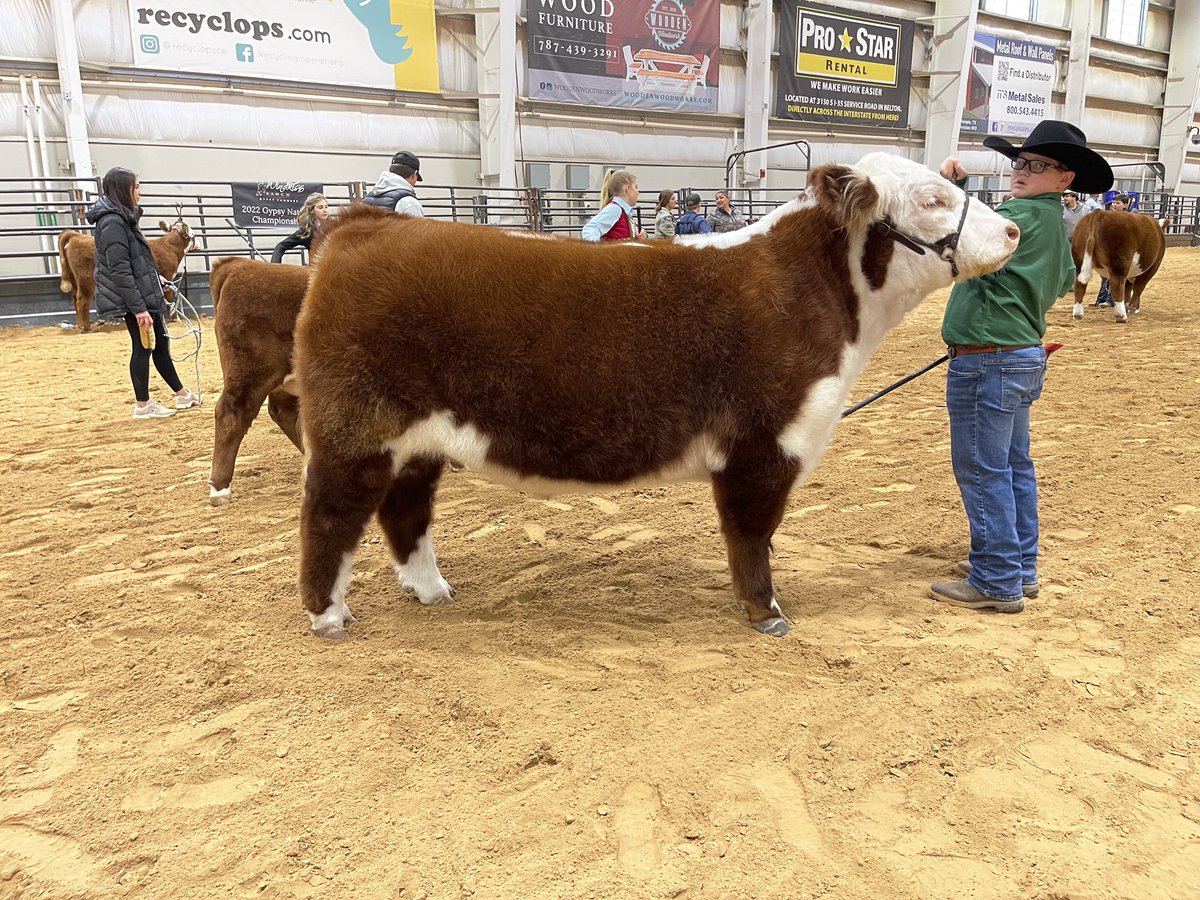 BornRanches's tweet image. TPHA Hereford Heritage Showcase Champion Polled Hereford steer and Overall Champion! Congrats to Brazos! Sold in the @pwroftheplains last March! Brothers will sell in 2023!