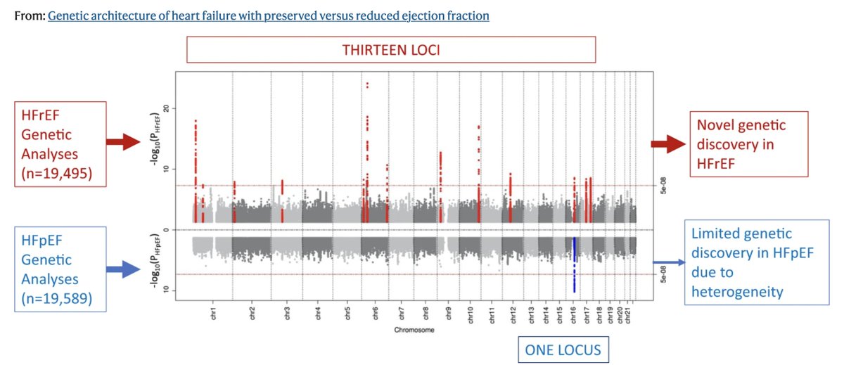 Interesting contrast in the genetic architectures of heart failure (HF) with reduced ejection fraction and with preserved ejection fraction. The former is more heritable, yields more loci and captures known risk factors. 
nature.com/articles/s4146…