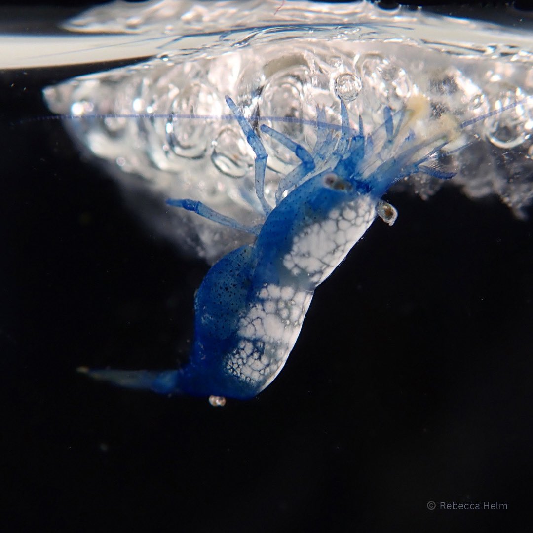 Go to sea for science! tweet media