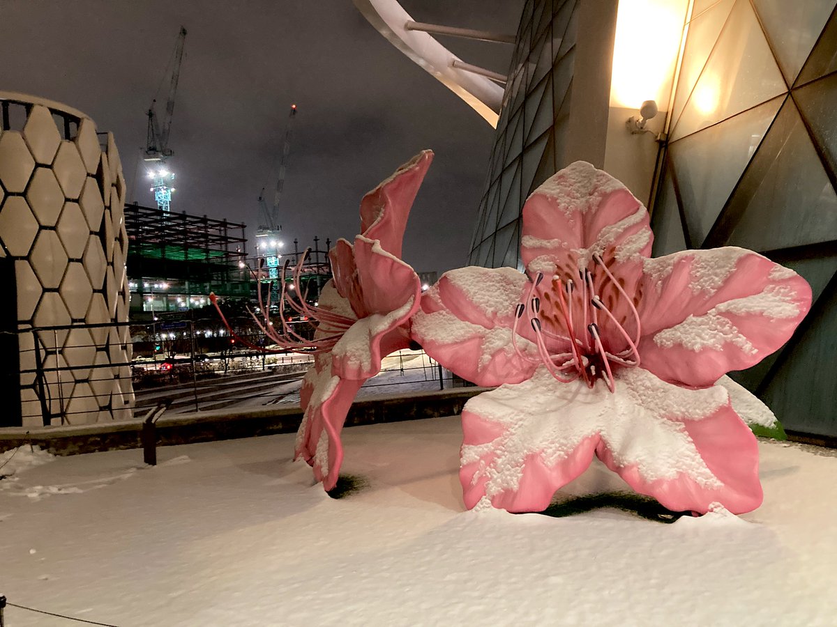 어제 퇴근 길에 찍은 눈 내린 진달래.
일 년만에 다시 본다☃️