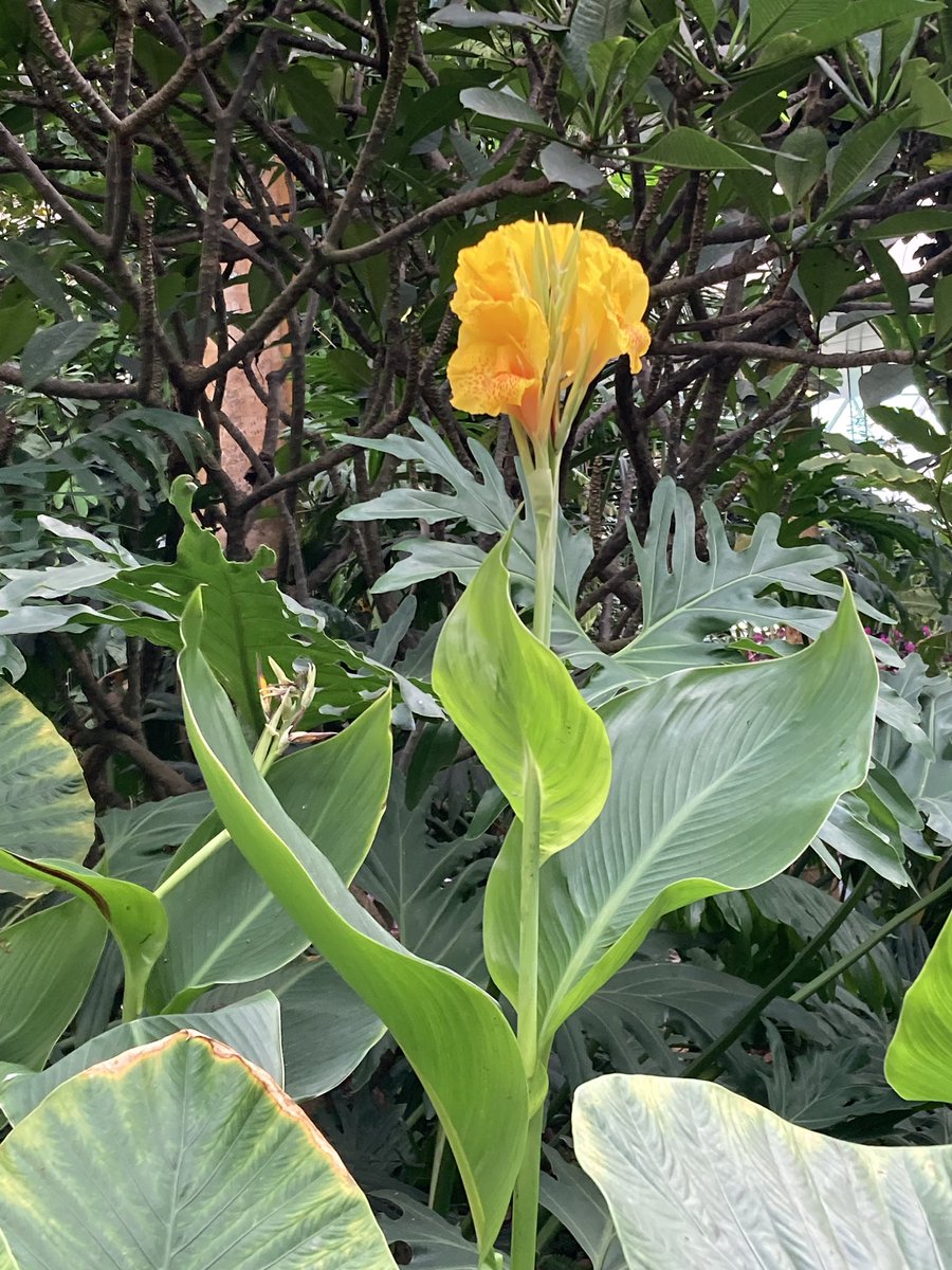 칸나 꽃 피는 중!