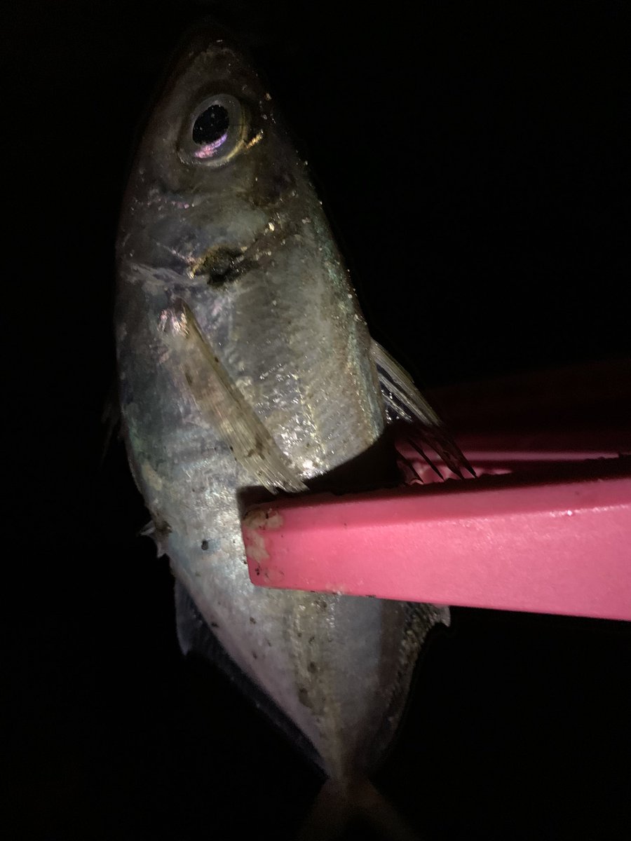 🎣🦑まゆみ🐟🐟🐟🐟 tweet media