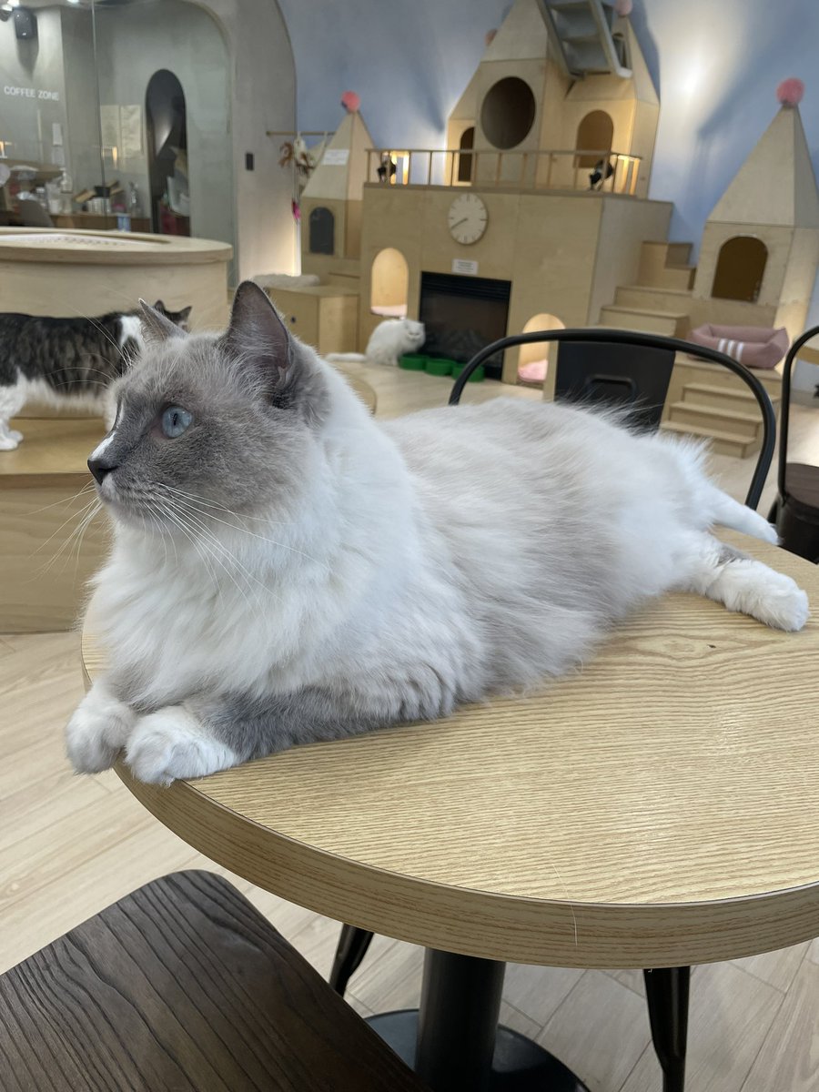 Contractz tweet media