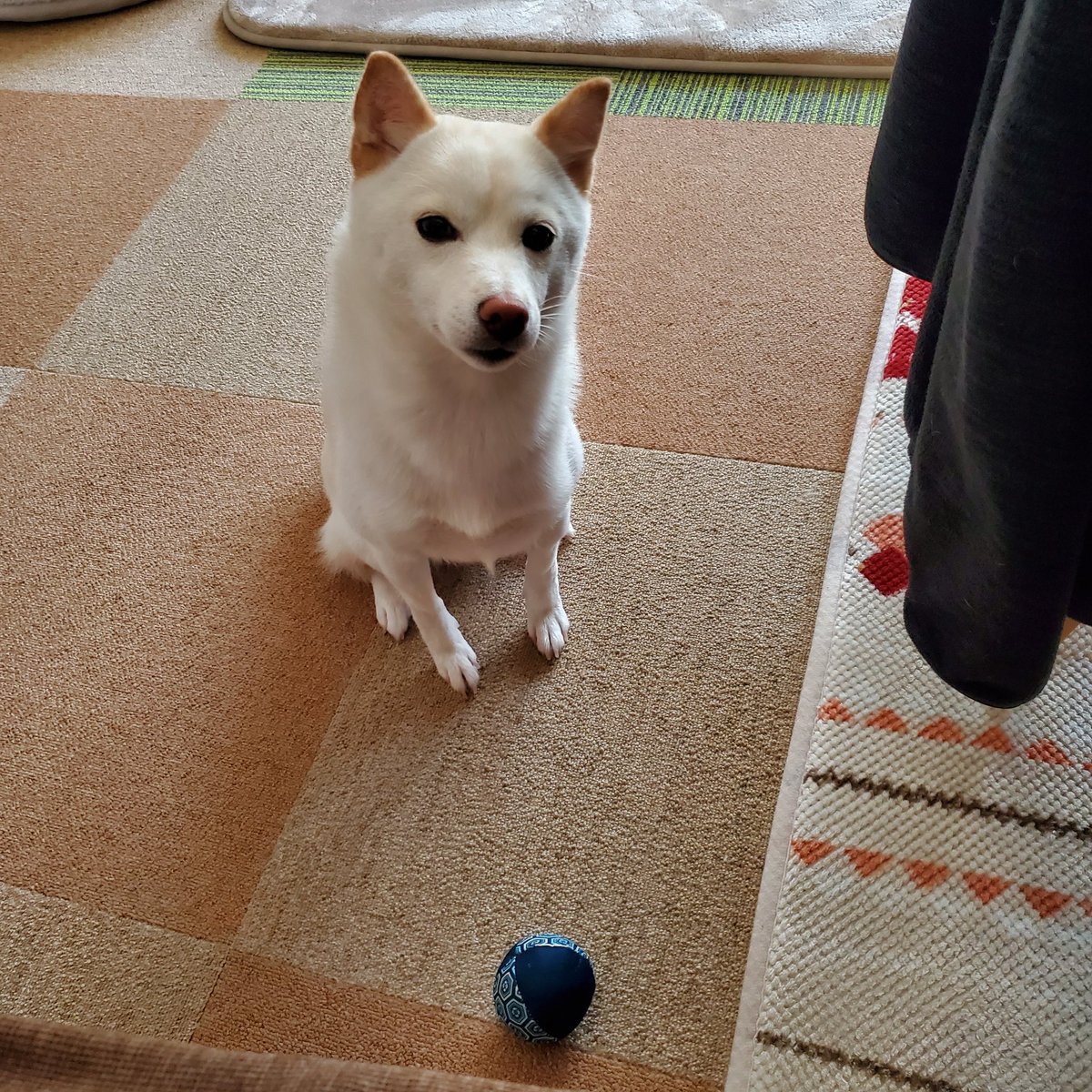 終わるまでいい子に待ってます🐶 こんばんは😊 ボール持って来て静かに用事が終わるの待ってる😅 こんな顔して待てしてたら用事後回しで遊んじゃうよ😖 そして母は用事が溜まっていく…😱