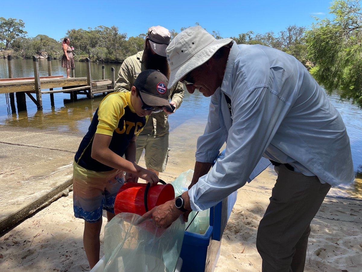 Jesse_Rowley5's tweet photo. 500 baby Black Bream have been released into the Murray River with Murdoch University &amp; students &amp; teachers from John Tonkin College 🐟 It's hoped this will give the existing population a boost so we can enjoy this species for years to come🐟#PeopleWorkingTogether #Ramsar482 #NLP https://t.co/fuuNRSCkUi