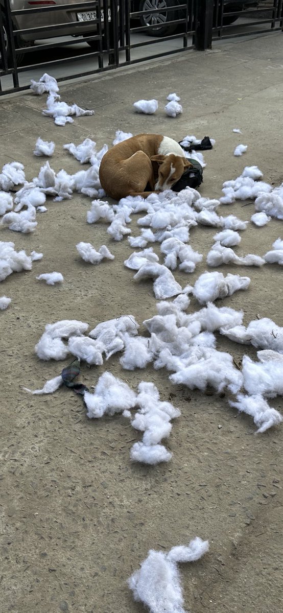 CBhattacharji's tweet image. Whodunit
#DogsOfDelhi