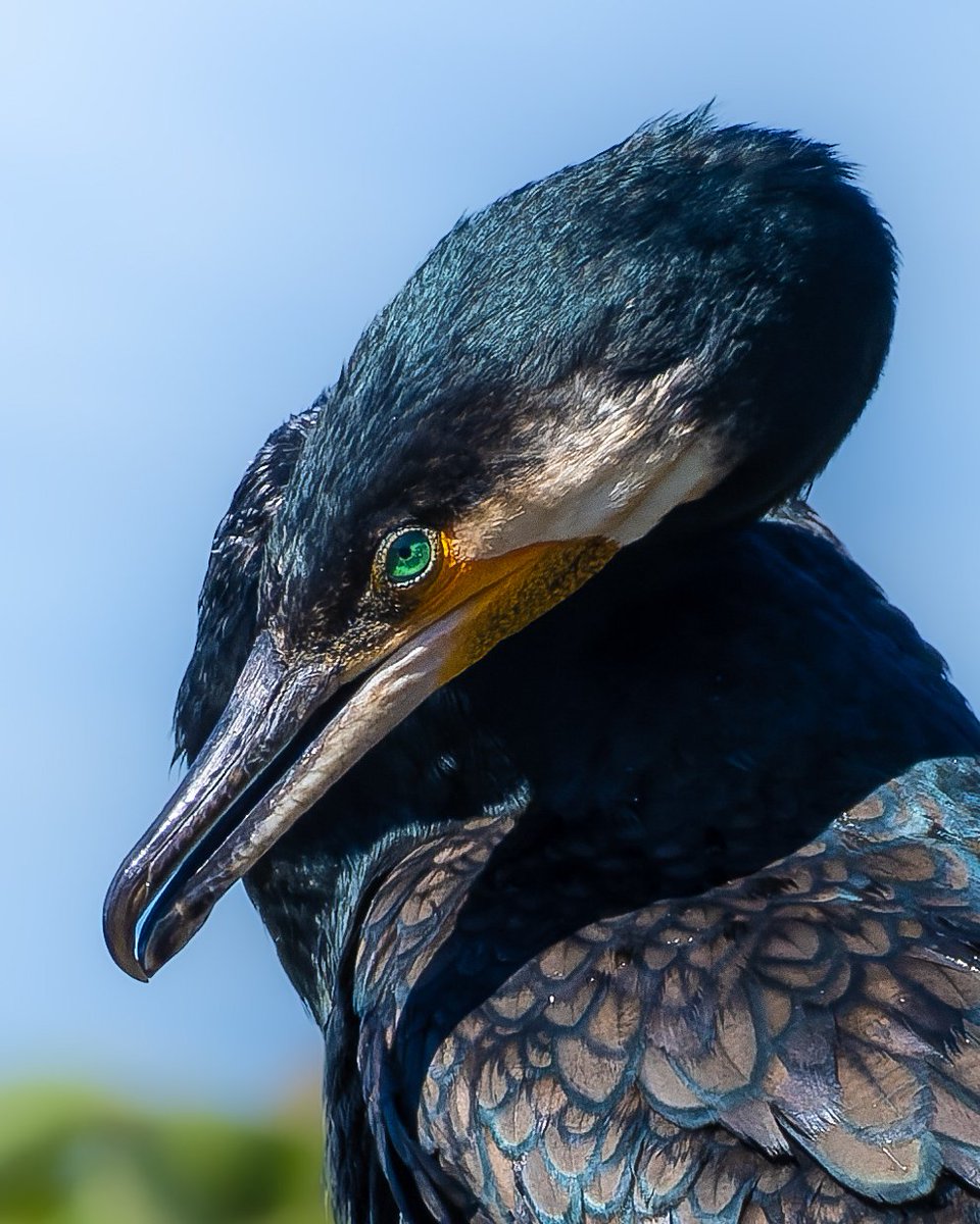The emerald eye #greatcormorant #IndiAves #birding #birdwatching #birdphotography #BirdsOfTwitter #BirdTwitter #natgeoindia #BBCWildlifePOTD