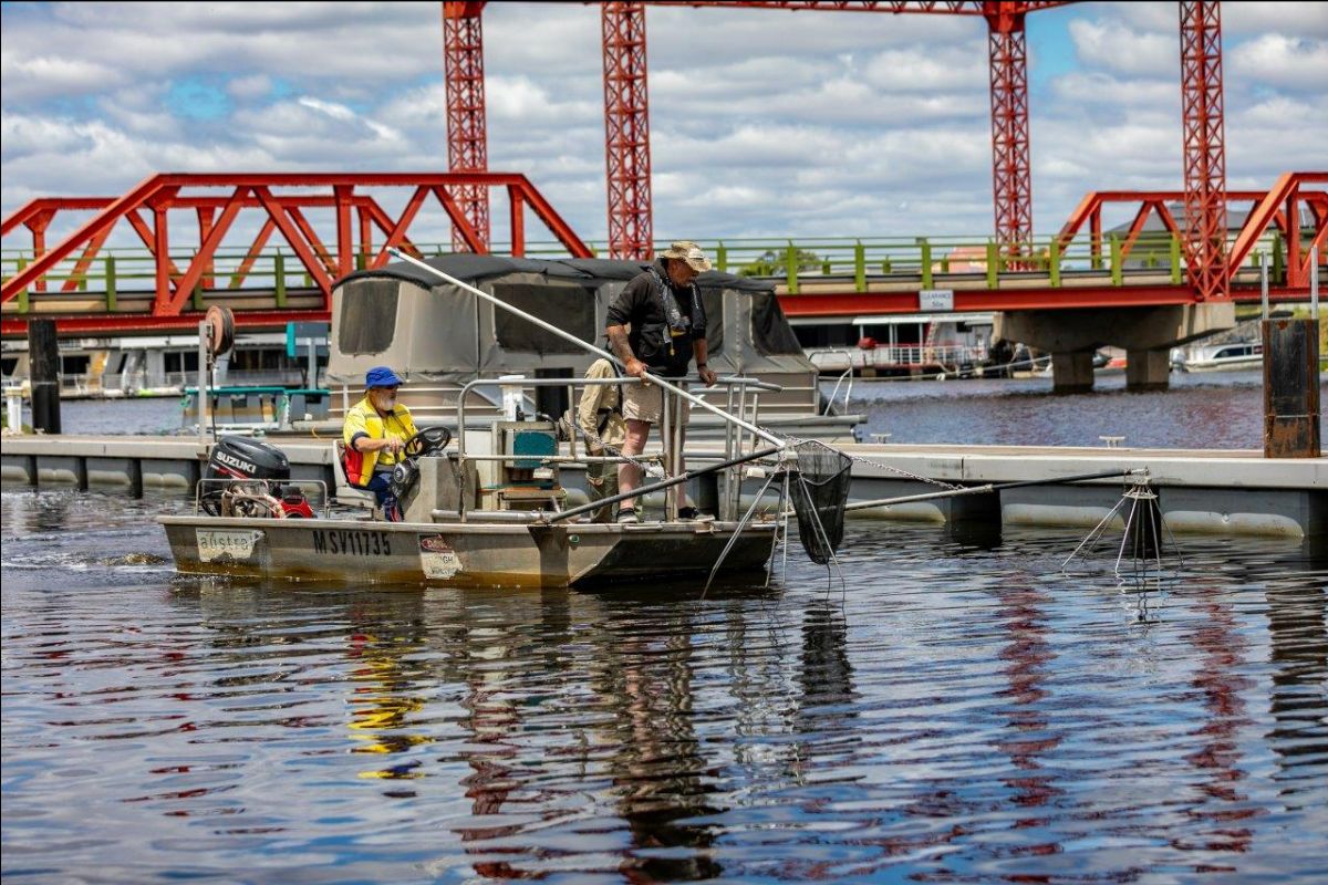 VMFRP (Vic Murray Floodplain Restoration Project) tweet media
