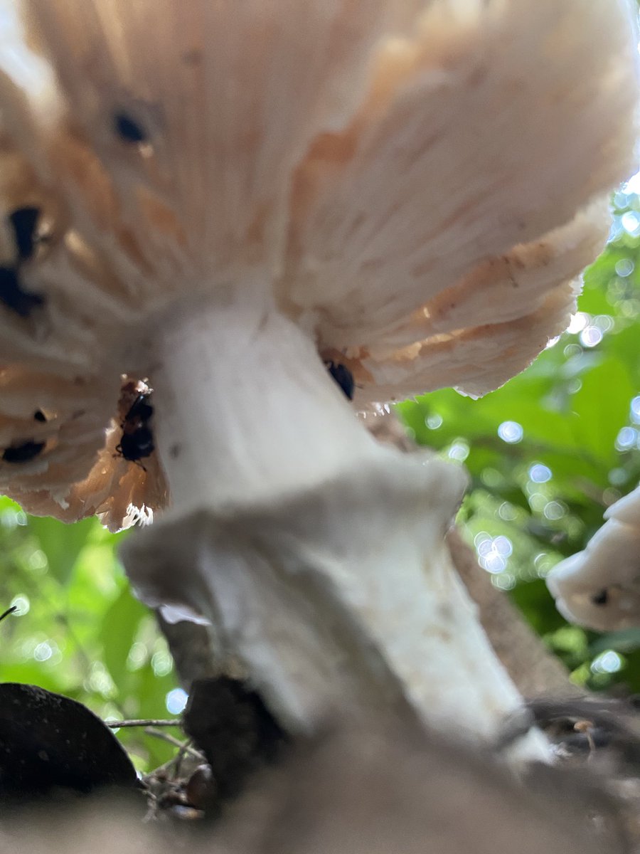 「今日はシロアリキノコが大量!そして早朝過ぎたら虫がいっぱい来るというのがわかった」|東條さち子のイラスト