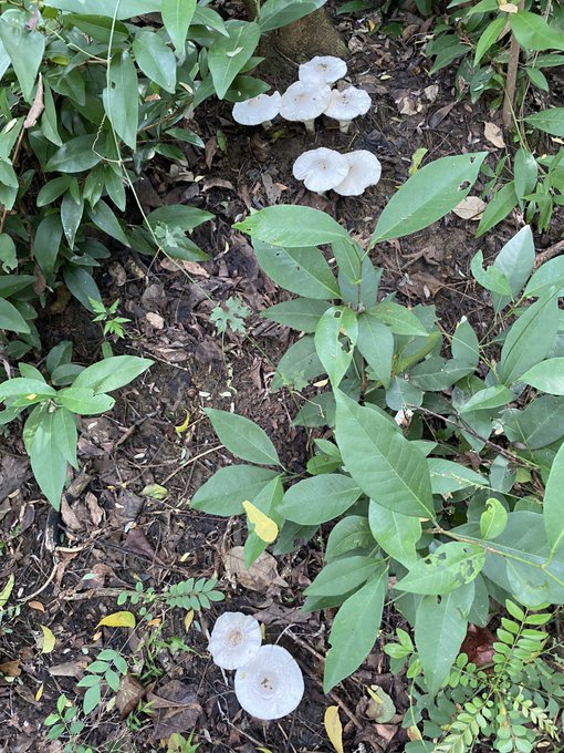 今日はシロアリキノコが大量!そして早朝過ぎたら虫がいっぱい来るというのがわかった。傘が開いたら、そのひだの間に2つ星てんとう虫みたいなのが大量にいるなあ。でも全部払って私は食べるけどな!今度フードドライヤーでドライキノコにして持ち帰ろうかな 
