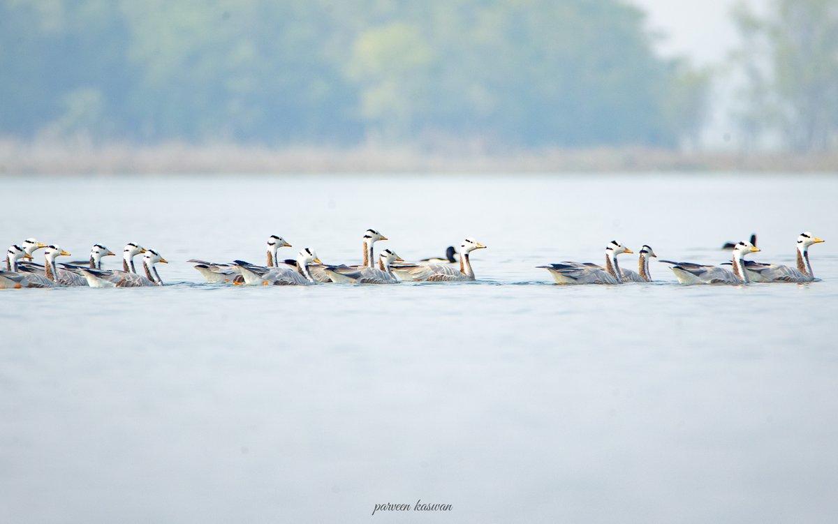 ParveenKaswan's tweet photo. These Bar Headed Geese are one of the natures wonder. While migrating during winter from Tibet, Kazakhstan, Mongolia &amp; Russia to India they cross the freezing Himalayas. One of highest flying birds, they have specially adapted to extract oxygen from hypoxic air &amp; generate lift. https://t.co/E9vFnUP1De