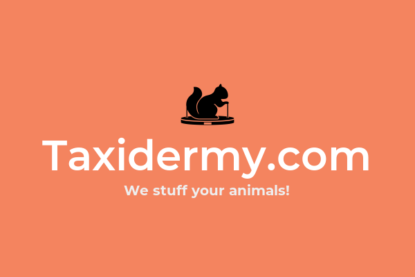 awful_startups's tweet photo. https://t.co/OaTPpMKHMi | Taxidermy is the company for you if you love animals. We provide stuffing services for all your dead animal needs.

#ai https://t.co/QY7BQP4oJL