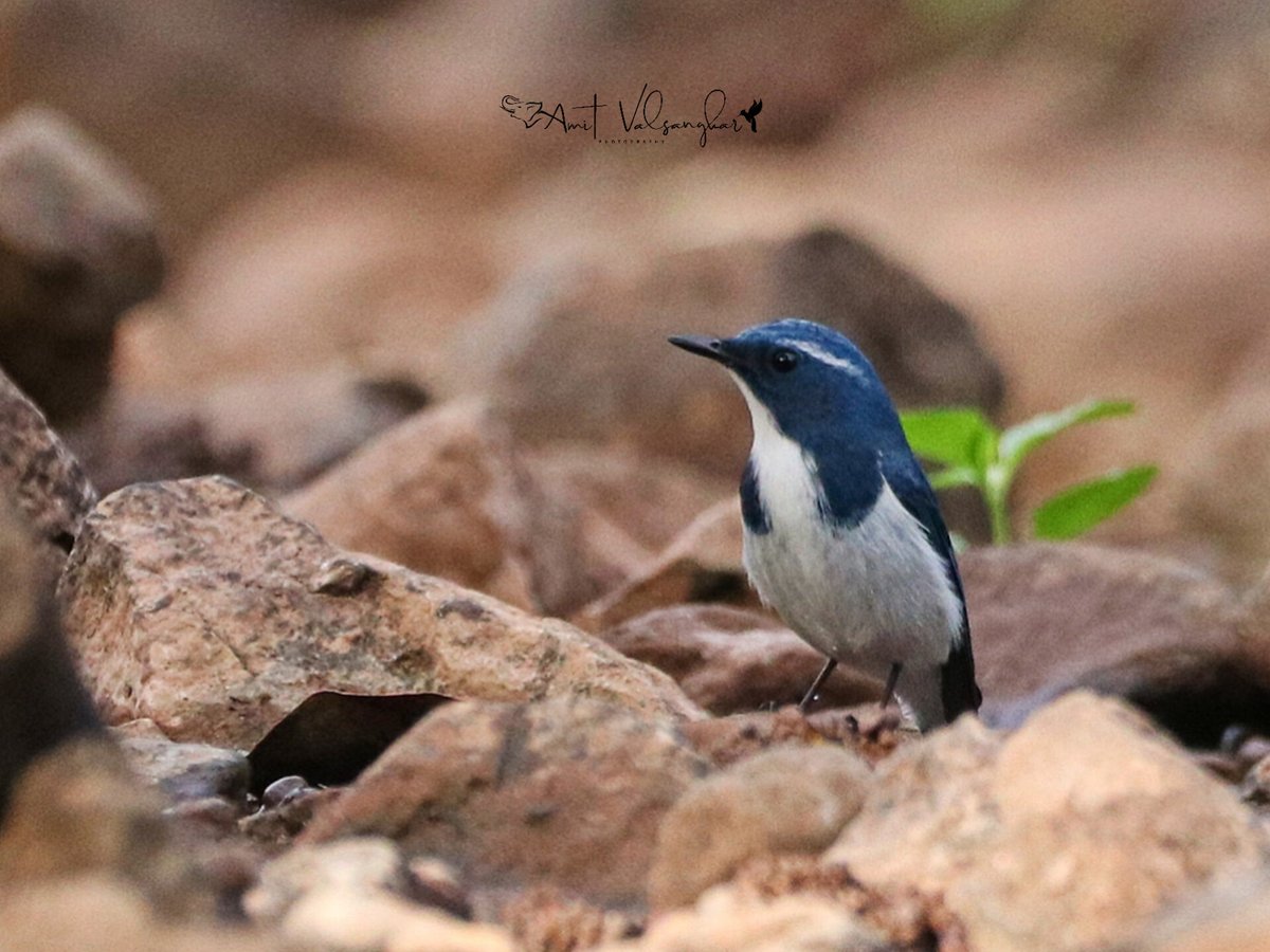 amit_valsangkar's tweet photo. Ultramarine Flycatcher
#IndiAves #BBCWildlifePOTD #flycatcher #ultramarineflycatcher #ThePhoto #natgeoindia #discoverychannel @BBCEarth @PLANETEARTH @AnimalPlanetIn @AnimalPlanet #DiscoveryPlus @wildlifemag01 @NatureIn_Focus @NatureInd @tamhini #forestbird #ultramarine https://t.co/WOi2at5WZx