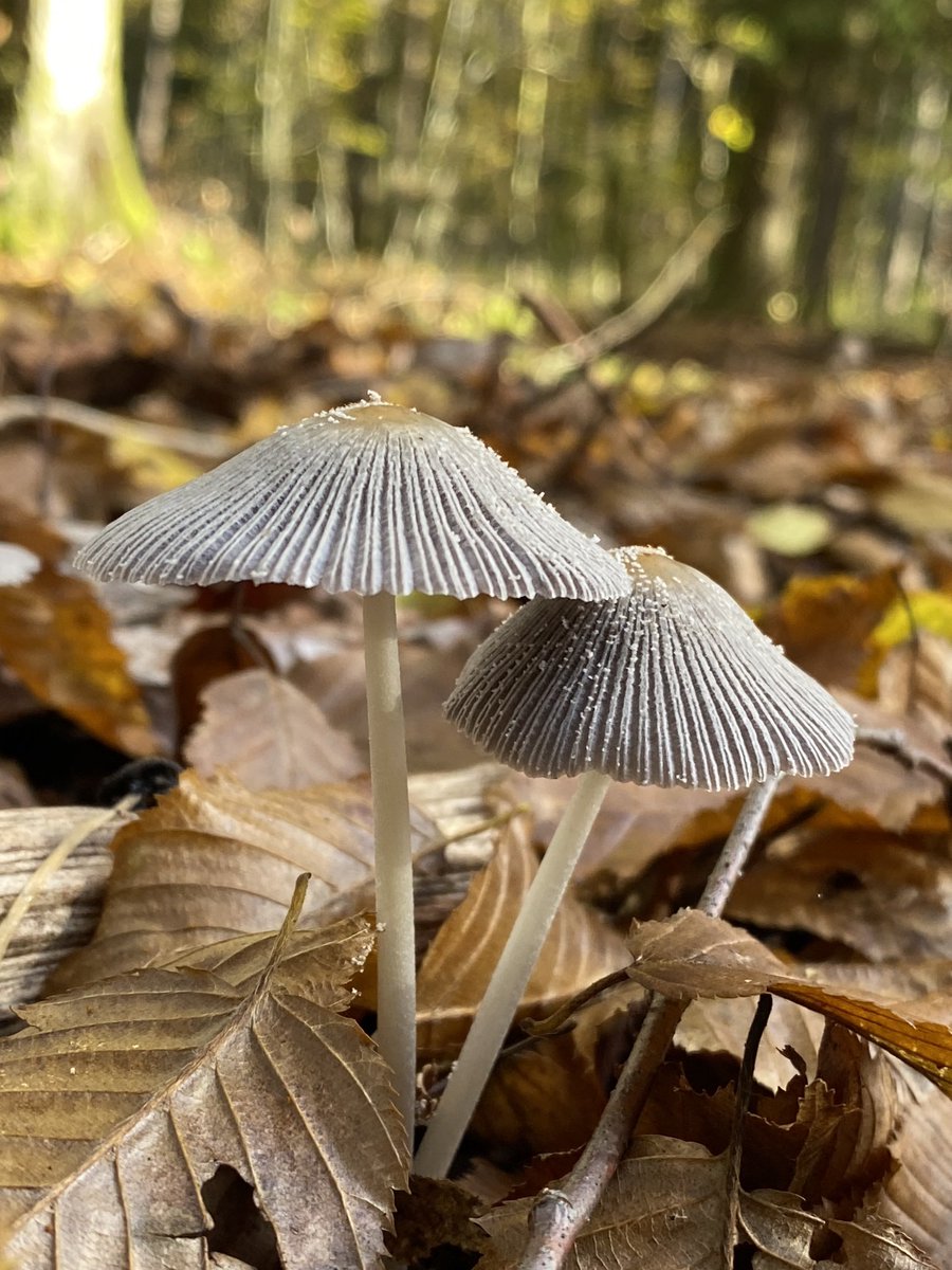 350/365 🕊 Dobro jutro. ☕️ Naš vrtiljak je vse hitrejši, lep petek vam želim.
