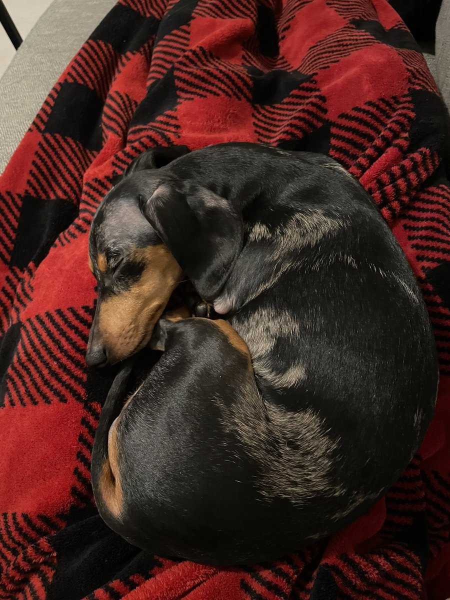 kaitlineakes's tweet photo. my lil weenie 🌭🐶 #dachshund #dog #weenie #wienerdog #doxie #puppy https://t.co/AQ579NiDhr