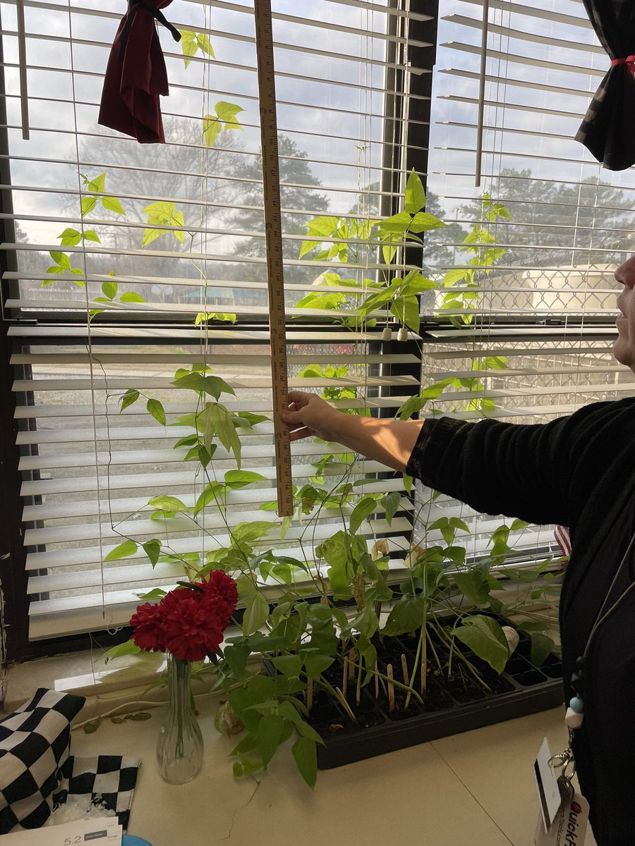 Never have I ever…. had plants grow from seeds in a classroom like these did. It was amazing to watch from start to finish. They grew up our blinds & my #thingsjustgotaLITTLEmoreinteresting @ocreagles Kinders had a blast watching the process! #scienceinthemaking #experiences