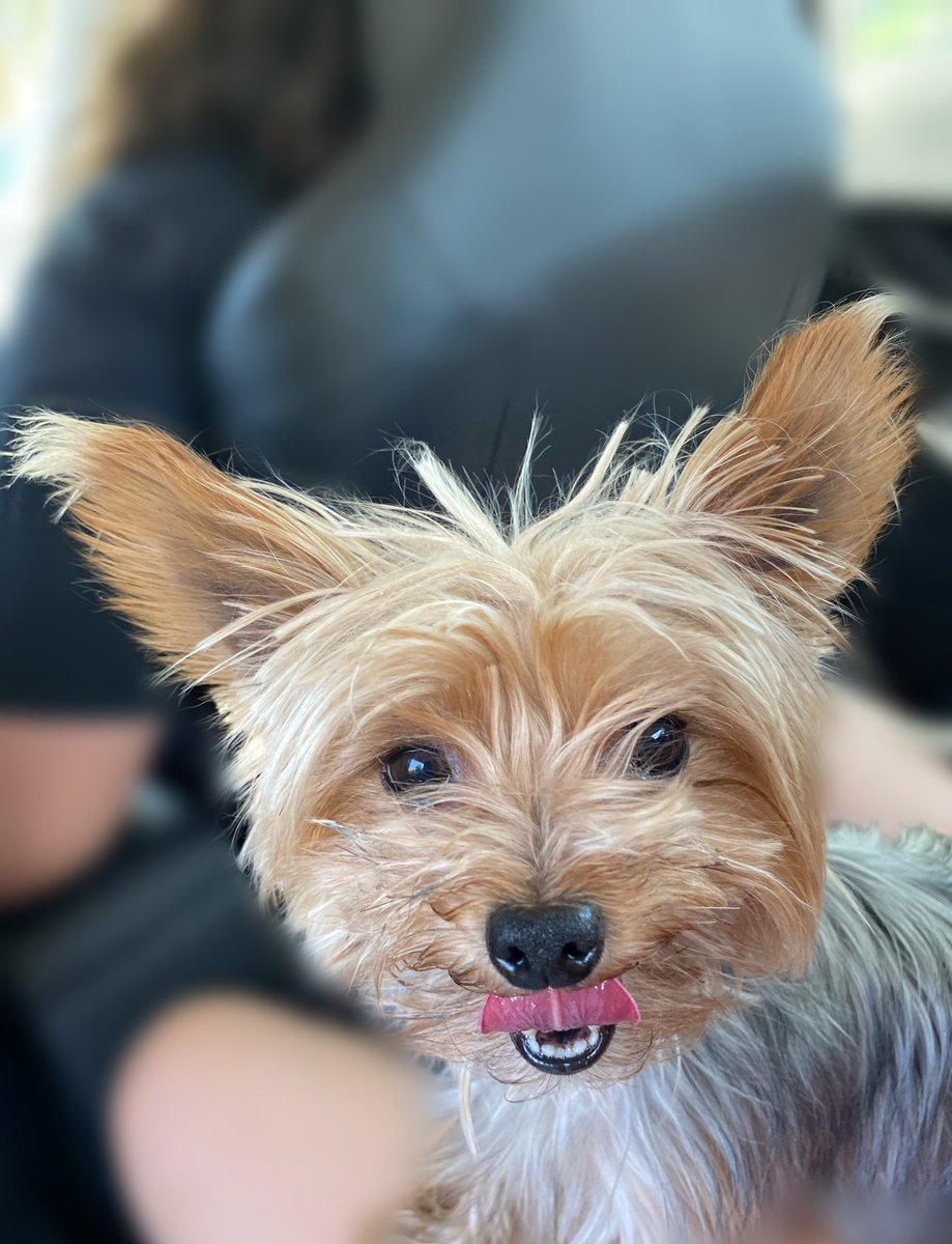 martuboglioli's tweet photo. Se perdió mi perro en Roldán. Responde a Simón o Ratita, si alguien lo vio o sabe algo por favor que se comunique conmigo. Lo único que quiero es que vuelva a mi casa. Ofrezco recompensa https://t.co/Z4wjMf8RWq