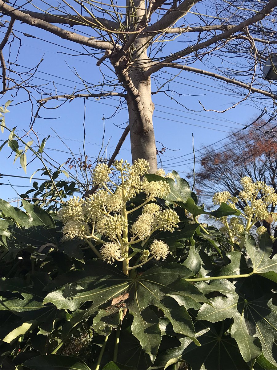 「宗三、これ、ミモザの花らしいよ。知ってた?主は知らなかった。 」|たかはし／鈍行運転中のイラスト