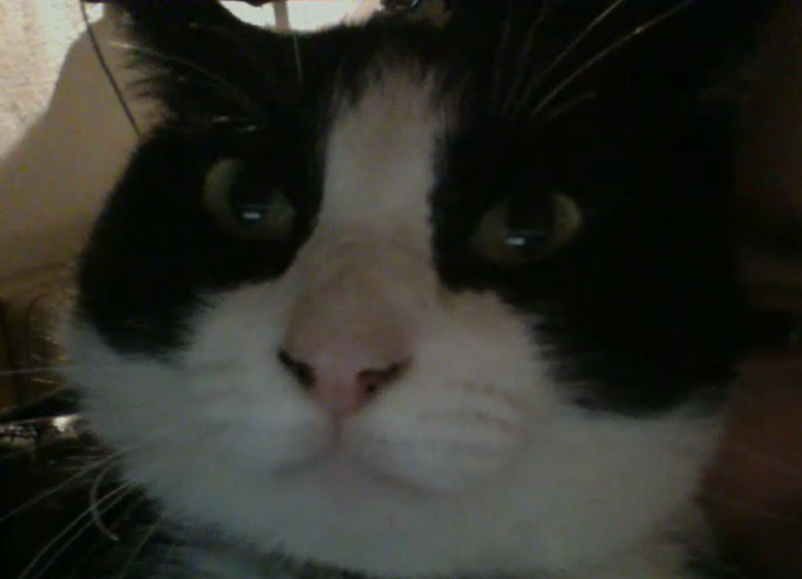 EsteGatoFollado's tweet photo. Este Gato Es Todo Un Follador
#estegatoestodounfollador https://t.co/GtdYf9iwmg