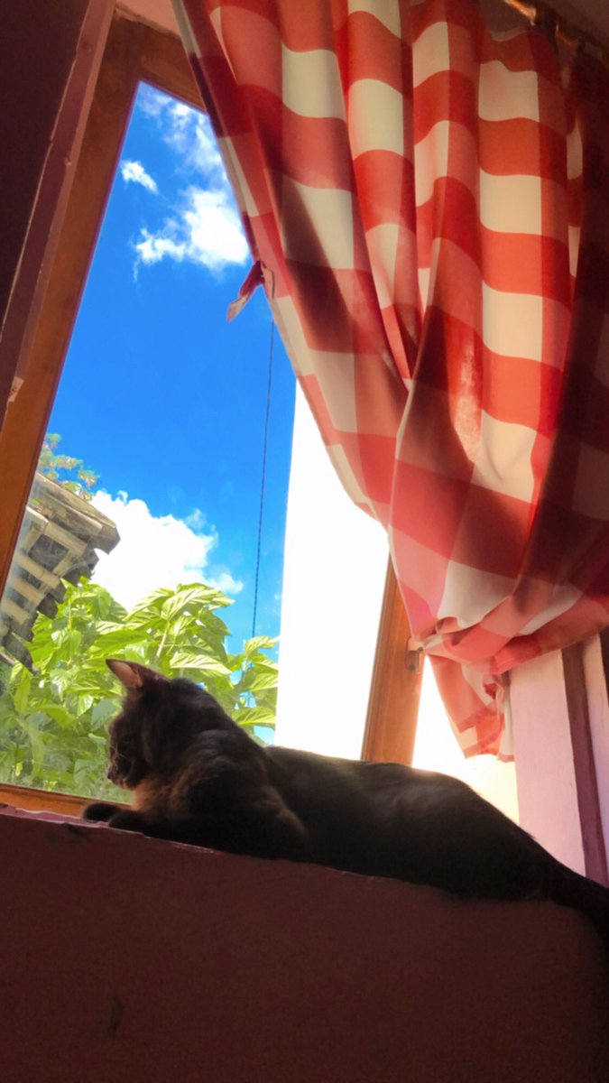 AnisaKasmaa's tweet photo. @kochengfs Yg 1 suka minum dari gayung, yg satu suka minum dr gelas babu, padahal udah disediain tempat makan minum sendiri mereka, kelakuan absurd lainnya adalah suka nangkring di jendela berjam jam, gatau mikirin apa kek berat gtu beban idupnya https://t.co/ms8kCZWVPH