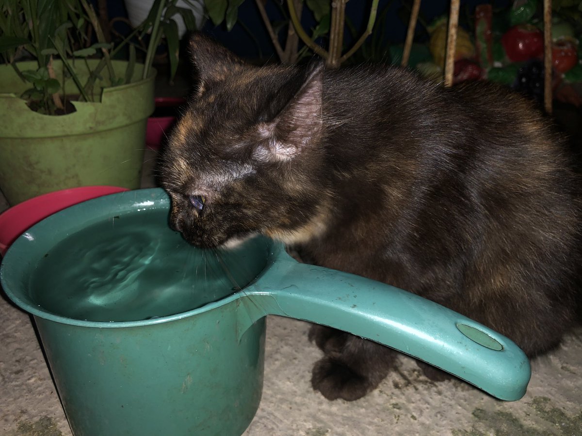 AnisaKasmaa's tweet photo. @kochengfs Yg 1 suka minum dari gayung, yg satu suka minum dr gelas babu, padahal udah disediain tempat makan minum sendiri mereka, kelakuan absurd lainnya adalah suka nangkring di jendela berjam jam, gatau mikirin apa kek berat gtu beban idupnya https://t.co/ms8kCZWVPH