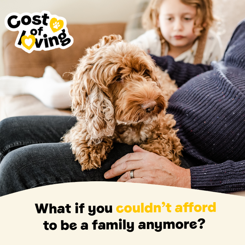 DogsTrust's tweet photo. We've had a record breaking 50,000 handover enquiries this year. Many citing the rise in cost of living as a reason 💔