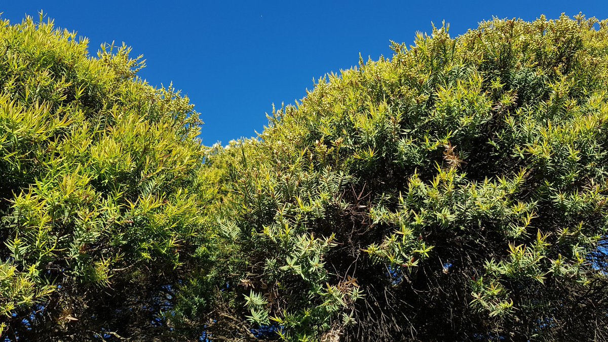 Paradoxa18's tweet photo. One sunny day
Now the whole top of the tree's fully flowery
#paperbark https://t.co/WCeWHAm3ys