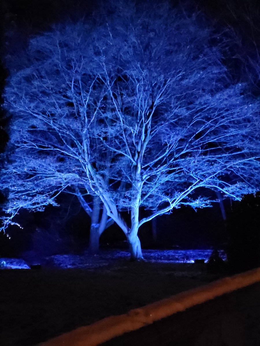 BabyBear6889's tweet photo. "Life is not a race.
No one has taken your place.
Where you're meant to be, you will be in time, no matter your age or stage of life." ~ Unknown.
#WestonPark #Enchantedwalk https://t.co/4zFrVejo0d