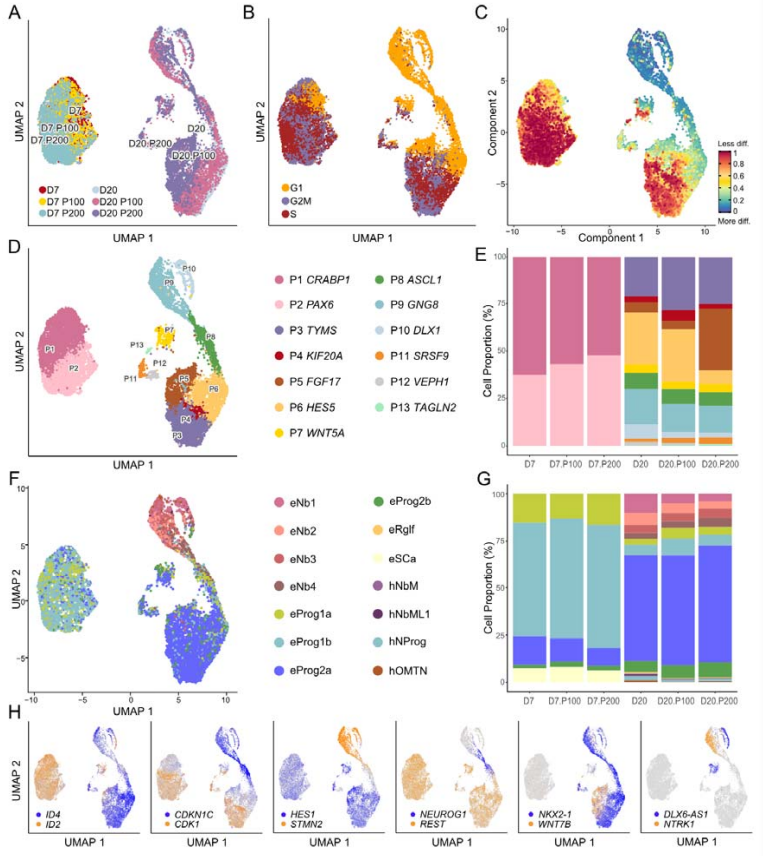 BiomageLtd's tweet photo. Researchers investigate the epigenetic and transcriptomic effects of paracetamol in a model of early human brain development.
https://t.co/r7Q8Yy7rZT
They observed dose-dependent effects on cell proliferation and maturation.
@biorxivpreprint
#scATACseq #scRNAseq #bulkRNAseq https://t.co/MVKN0cmEPh