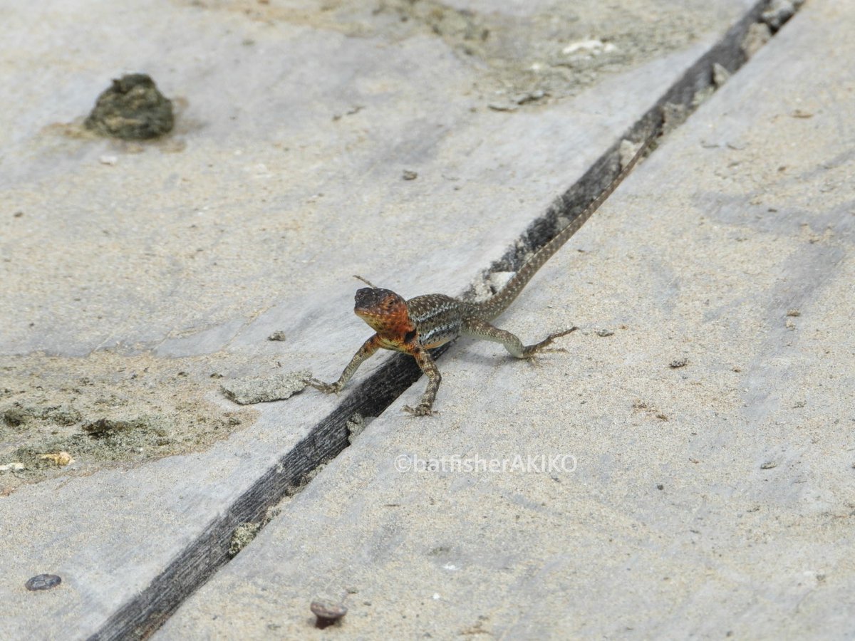 batfisherAKIKO's tweet photo. 微妙な立ち位置
#Ecuador
#エクアドル
#Galapagos
#ガラパゴス諸島
#LavaLizard
#ヨウガントカゲ
#爬虫類 https://t.co/ABhrtgRziP
