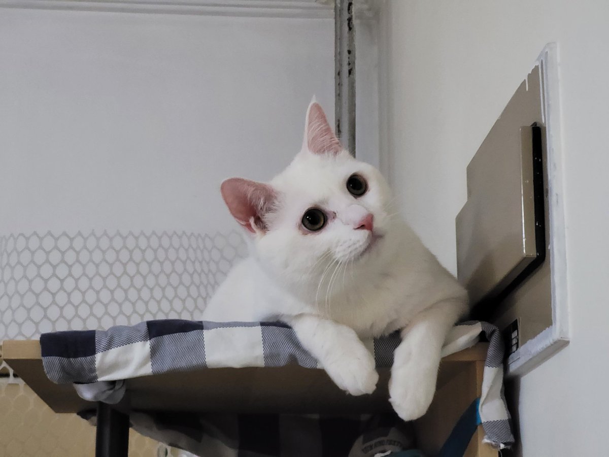FolanStarwolf's tweet photo. #cat #CatsOfTwitter #pet https://t.co/ZOIJHjYslY