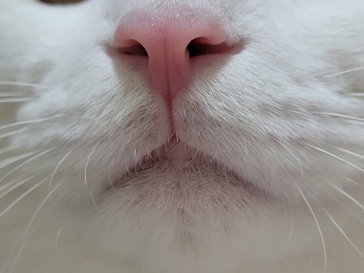FolanStarwolf's tweet photo. #cat #CatsOfTwitter #pet https://t.co/ZOIJHjYslY