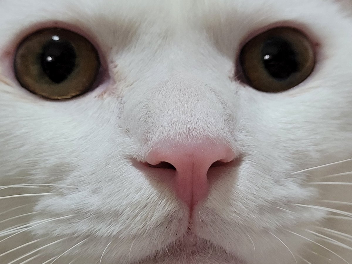 FolanStarwolf's tweet photo. #cat #CatsOfTwitter #pet https://t.co/ZOIJHjYslY