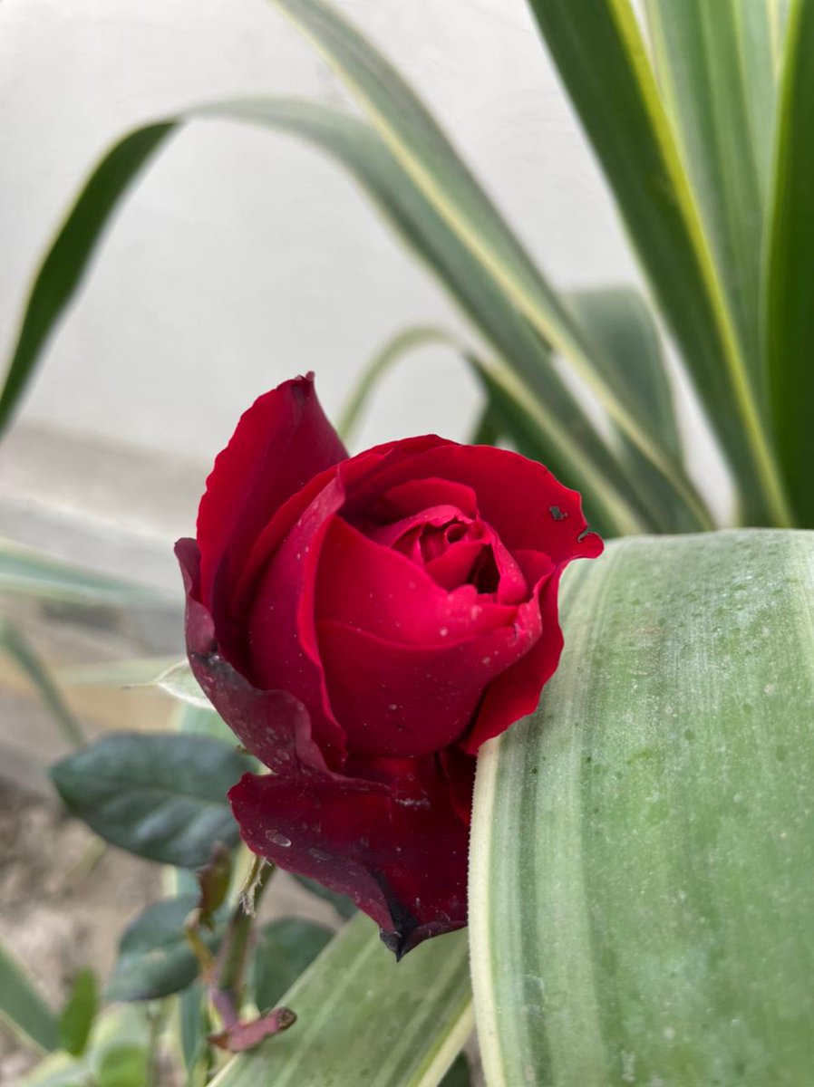 store_succulent's tweet photo. #alphybetyblooms #rose #flowerphotography ,finally felling in love with Rose beauty https://t.co/V9M55fYJmc