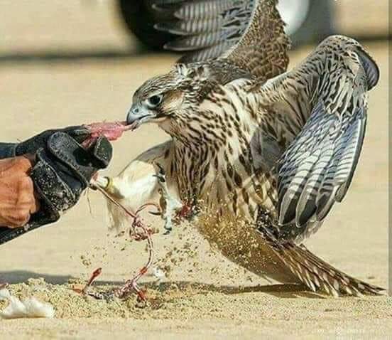 رضينا بما يرضي قليل الجهد والحيل
وصبرنا  مثل  مايصبر المرغم  المكره
ٰ
ورجينا مثل رجوى البدو للمطر والسيل
وشمنا  مثل ما  شام طيرآ  هجر  وكره

وشاش جدي قبل  ابوي شوشة الجيل 
قبل امس  وامس  واليوم  وبعد بكره 

نجفل كما  هي  تجفل الخيل  الأصيل
وتصفى لنا  مياه الغدير  من بعد عكره