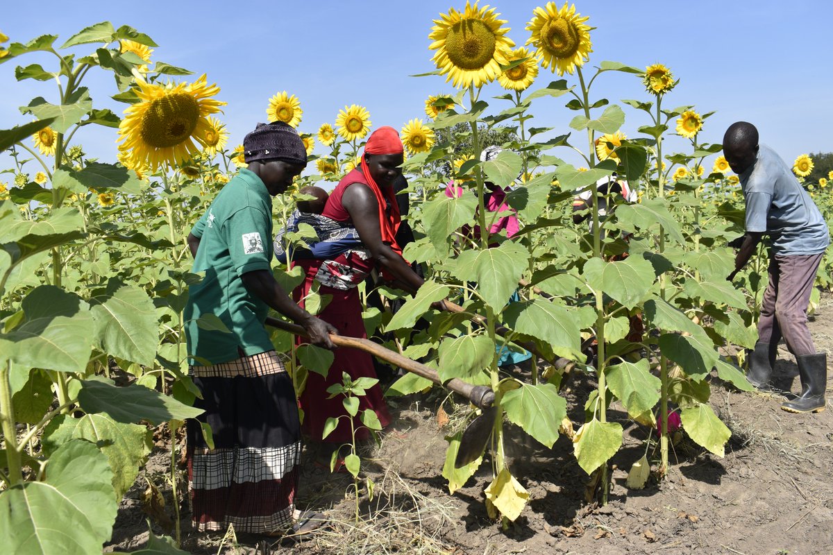 CordaidUganda's tweet photo. It's inspiring how farmer groups and #VSLA &amp; #SACCOs address local challenges by context-specific &amp; localized solutions. #Agribusiness #SAYproject #Agribusiness #SkillingUganda #YouthEmployment #Refugee #Bidibidi #FoodSystems #Smallholders @CINOP @TheSAYproject @FondazioneAVSI https://t.co/j2PTkGSmuF