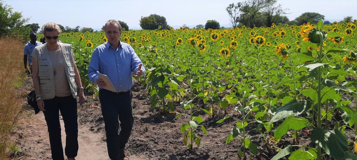CordaidUganda's tweet photo. It's inspiring how farmer groups and #VSLA &amp; #SACCOs address local challenges by context-specific &amp; localized solutions. #Agribusiness #SAYproject #Agribusiness #SkillingUganda #YouthEmployment #Refugee #Bidibidi #FoodSystems #Smallholders @CINOP @TheSAYproject @FondazioneAVSI https://t.co/j2PTkGSmuF