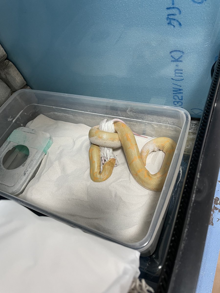 スナボア Twitter Search Twitter