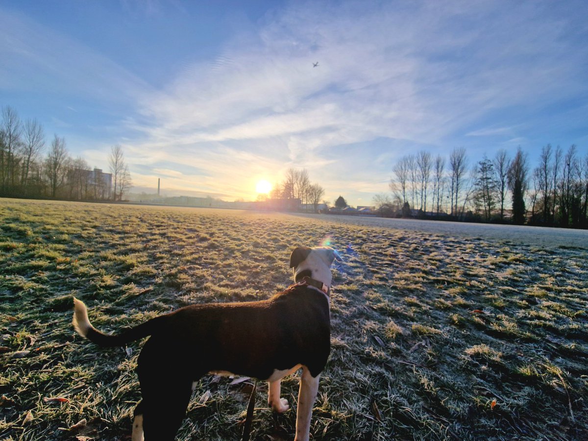 TutorStacey_EP's tweet photo. Love Fri Am - big walk with Tenby, 2 hrs later she is exhausted, which means I can go shopping with Jasmine whilst she naps 🙌
Beautiful morning 🌄 ❄️✨️💚
#Doggywalks #Frozenfields #4dayWeeks https://t.co/p8srK9rMkH