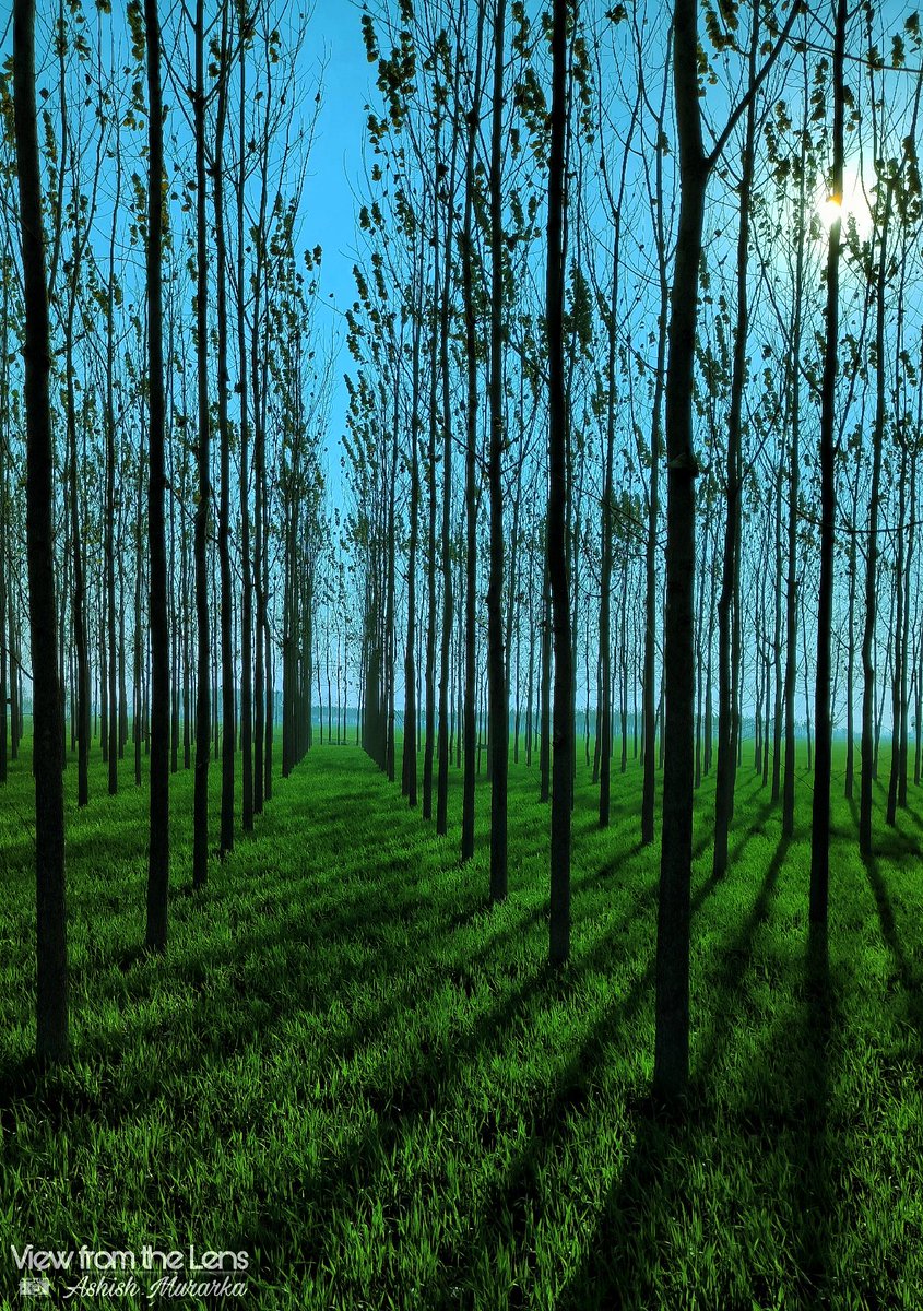 TweetsOfAM's tweet photo. "The CLEAREST WAY Into THE #UNIVERSE is through a Forest Wilderness."
-John Muir

#wilderness 
#forest 
#trees 
#silhouette https://t.co/tZ9CRquOiA