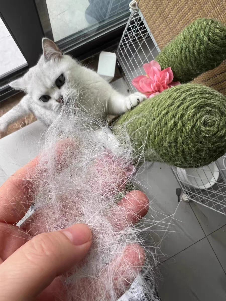 Mollypaws_US's tweet image. Check out at Amazon amzn.to/3TbI8Bw
#homeessentials
#cleanerpro
#carpetcleaning
#cleaninghacks
#asmr
#mini
#lintremover
#petowners
#petownerhacks
#lintcleaner
#couchpilling
#indoorpets
#uprootmini
#pethairremover