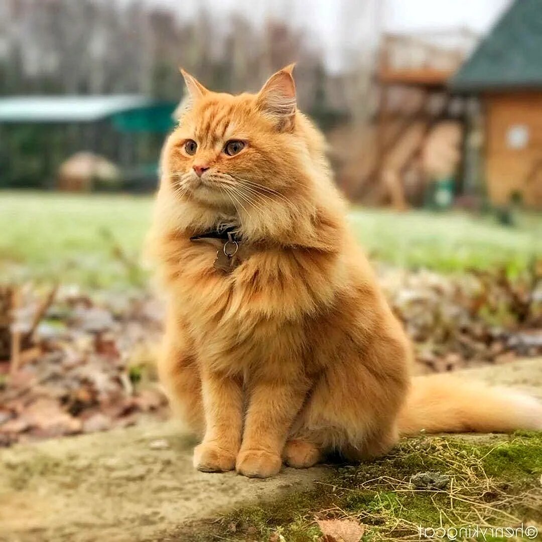 Рыжий длинношерстный Сибирский кот