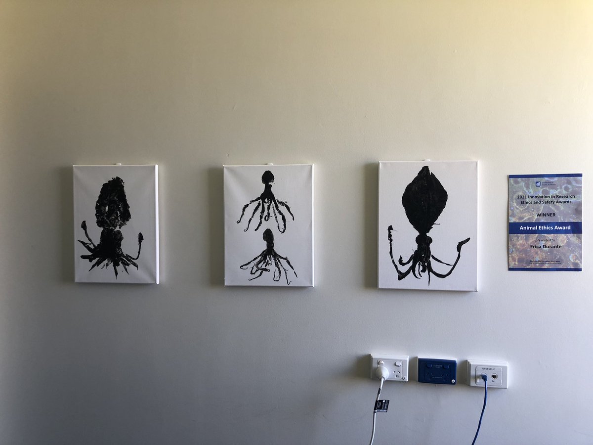 Dissected some #SouthernCalamari today for a very exciting last chapter of my PhD and finally completed my wall decorations ☺️ #PhDlife <a href="/MARISLabs/">MARIS Lab</a>