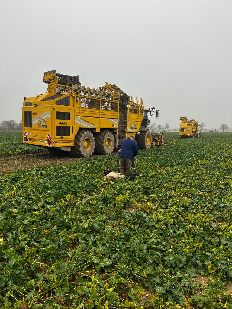 CtmRootCrop's tweet photo. Recent harvester and operator appraisals being carried out in Cambridgeshire in conjunction with British Sugar Plc. #ROPA #tiger #britishsugar https://t.co/he4DIpevQe